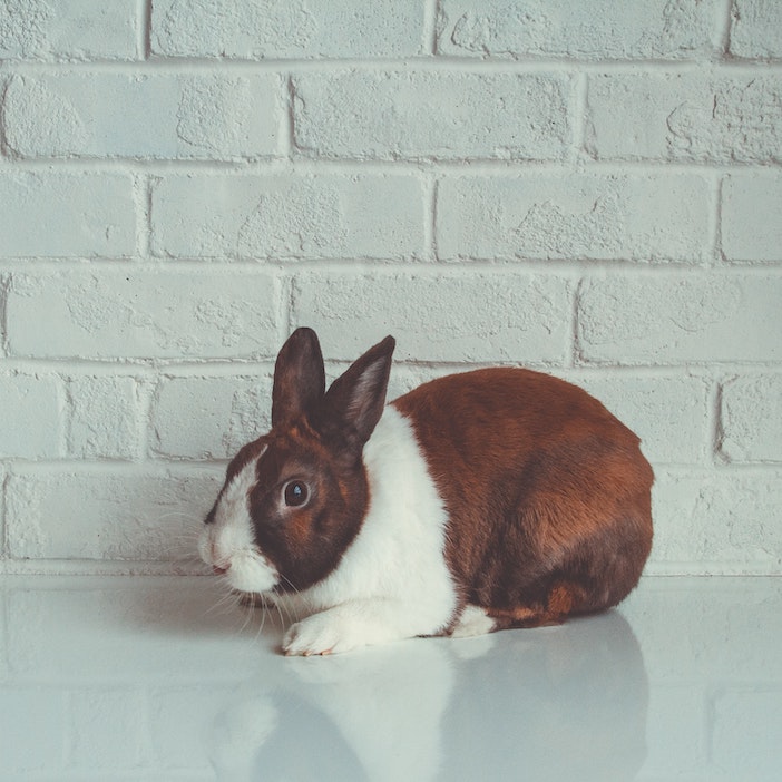 Brown and white rabbit in front of white brick wall